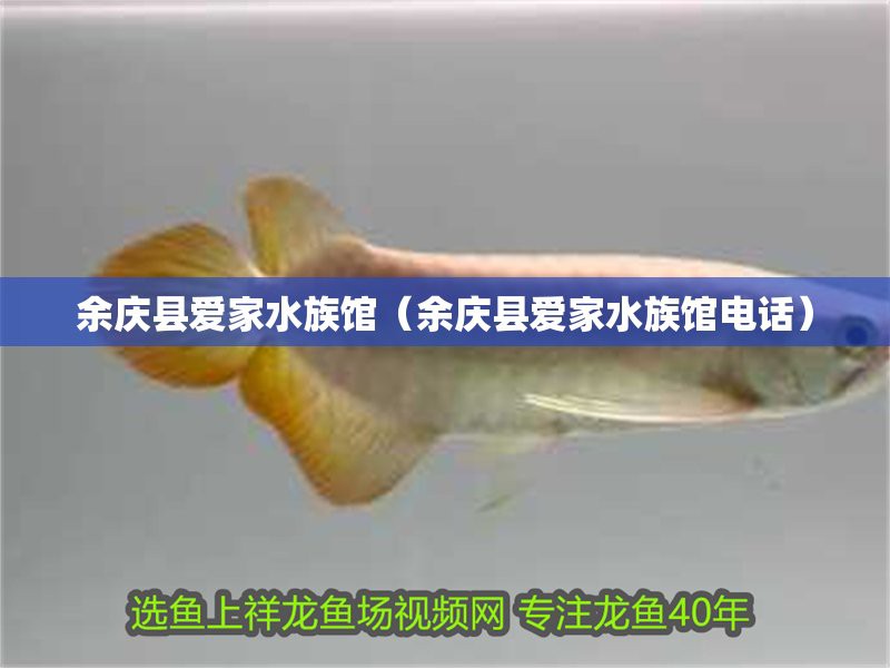 余慶水族店：二卡拉馬佐夫兄弟的鄰居