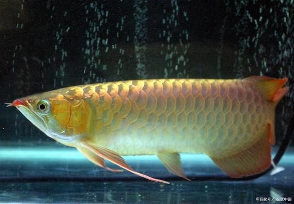 靈龍魚圖片大全：奧比島手游稀有龍魚