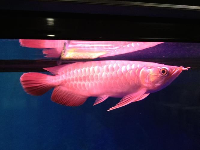 靈龍魚圖片大全：奧比島手游稀有龍魚