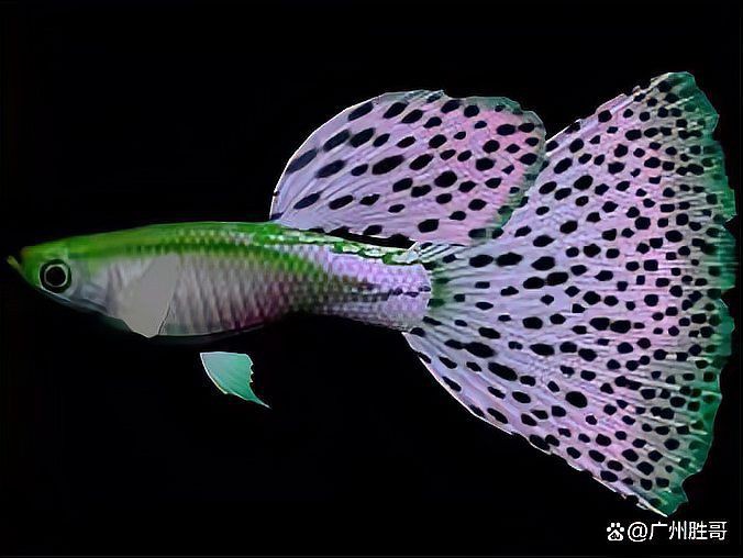 孔雀魚的正確養(yǎng)法：孔雀魚養(yǎng)不活新手必看5大黃金法則