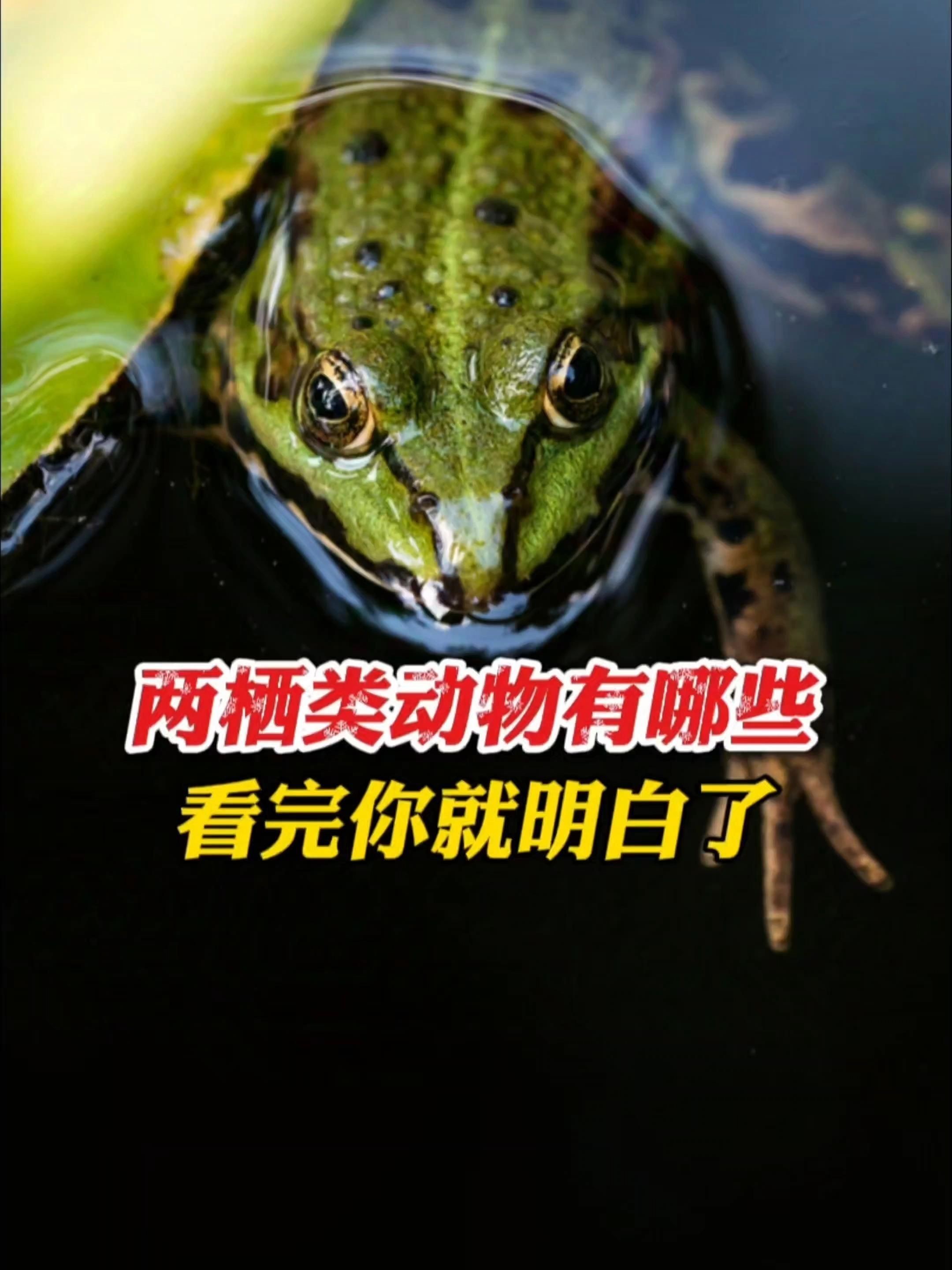 兩棲動物有哪些：兩棲動物旅途兩棲類動物有哪些看完你就明白了