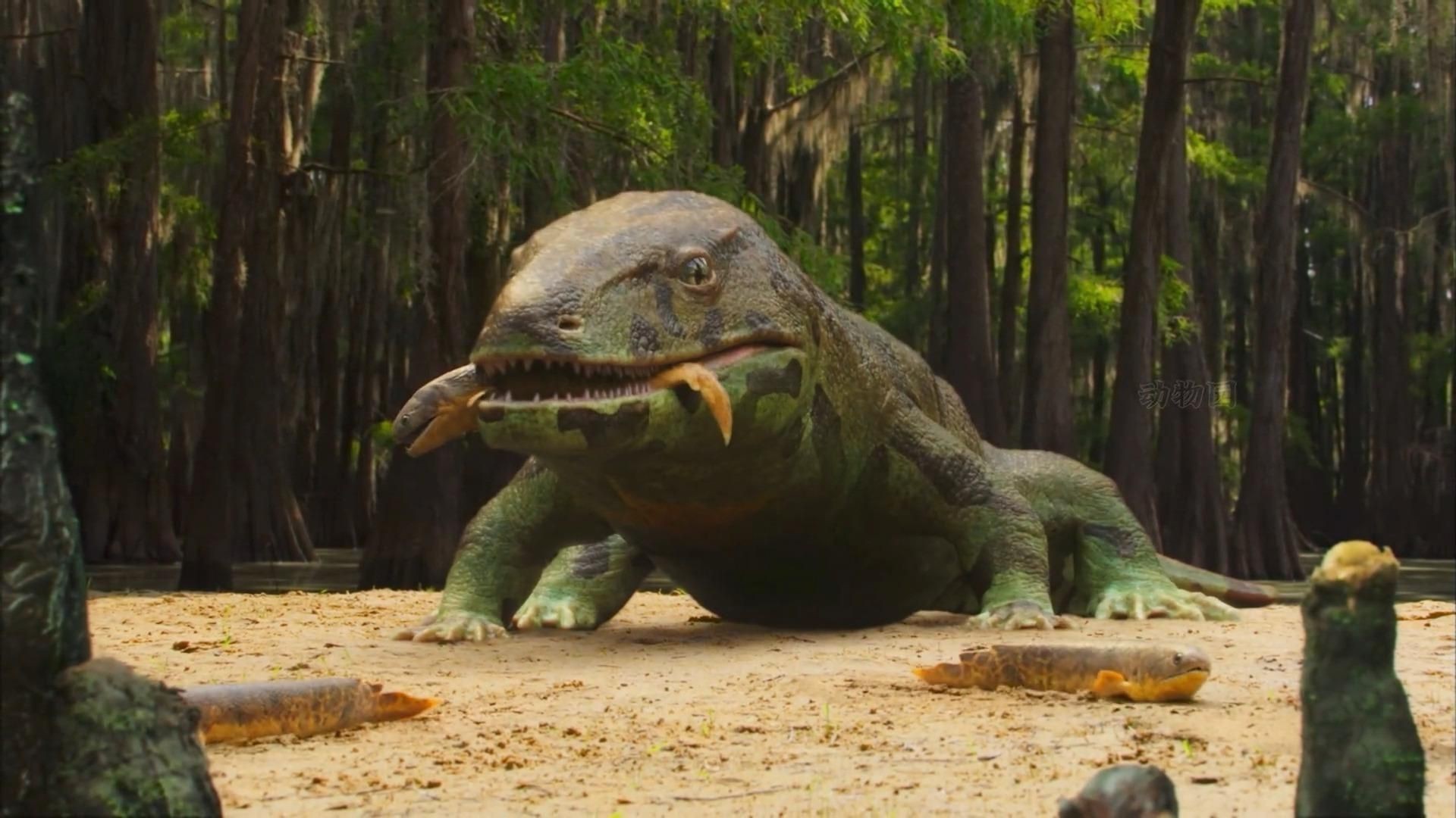 兩棲動物有哪些：兩棲動物旅途兩棲類動物有哪些看完你就明白了