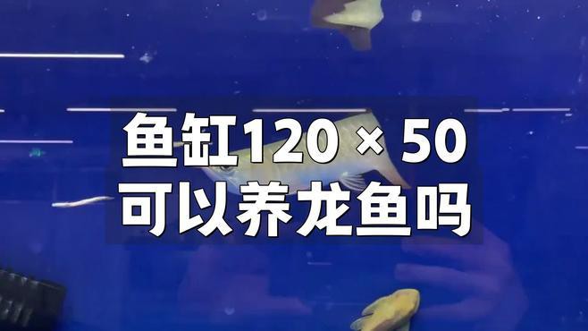 120X50X50X50魚缸養一條金龍好嗎：養龍魚要用多大的魚缸