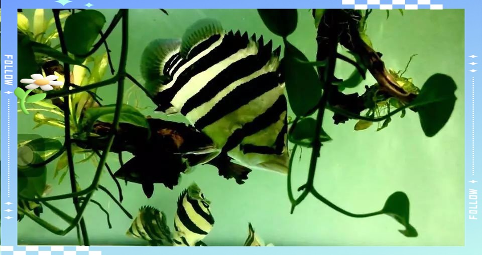 三紋印尼虎屬于什么檔次：三紋印尼虎三紋印尼虎三紋印尼虎的觀賞價值與市場定位