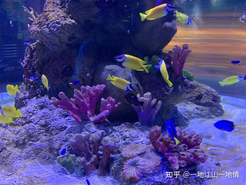 嘉定水族店：嘉定鵬新海洋世界有哪些優惠活動