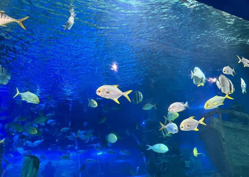 嘉定水族店：嘉定鵬新海洋世界有哪些優惠活動