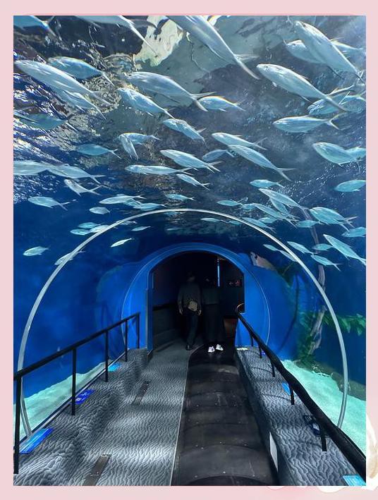 嘉定水族店：嘉定鵬新海洋世界有哪些優惠活動