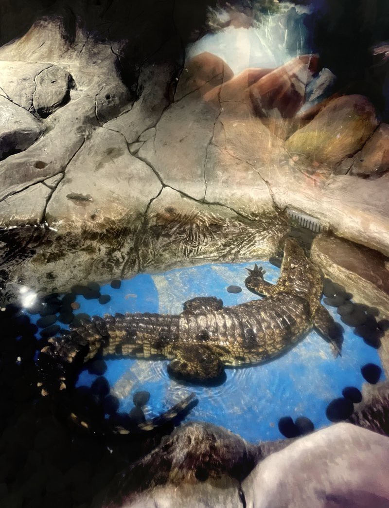 嘉定水族店：嘉定鵬新海洋世界有哪些優惠活動