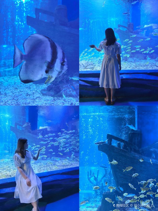 嘉定水族店：嘉定鵬新海洋世界有哪些優惠活動