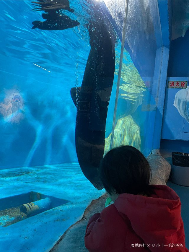 嘉定水族店：嘉定鵬新海洋世界有哪些優惠活動
