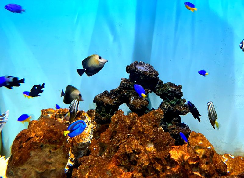 嘉定水族店：嘉定鵬新海洋世界有哪些優惠活動