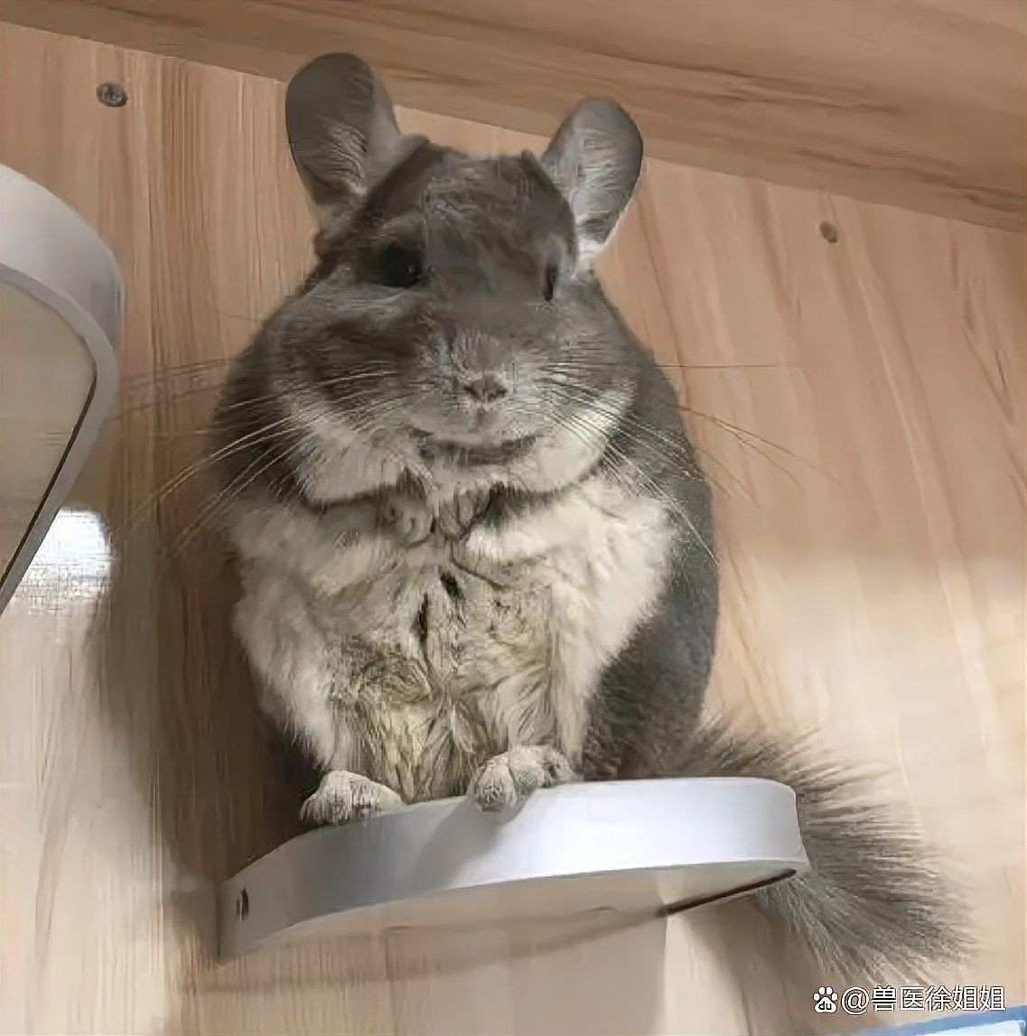 有哪些成功的貓和龍貓共養案例？：成功的貓和龍貓共養案例需要滿足以下條件并結合具體策略實現和諧共處