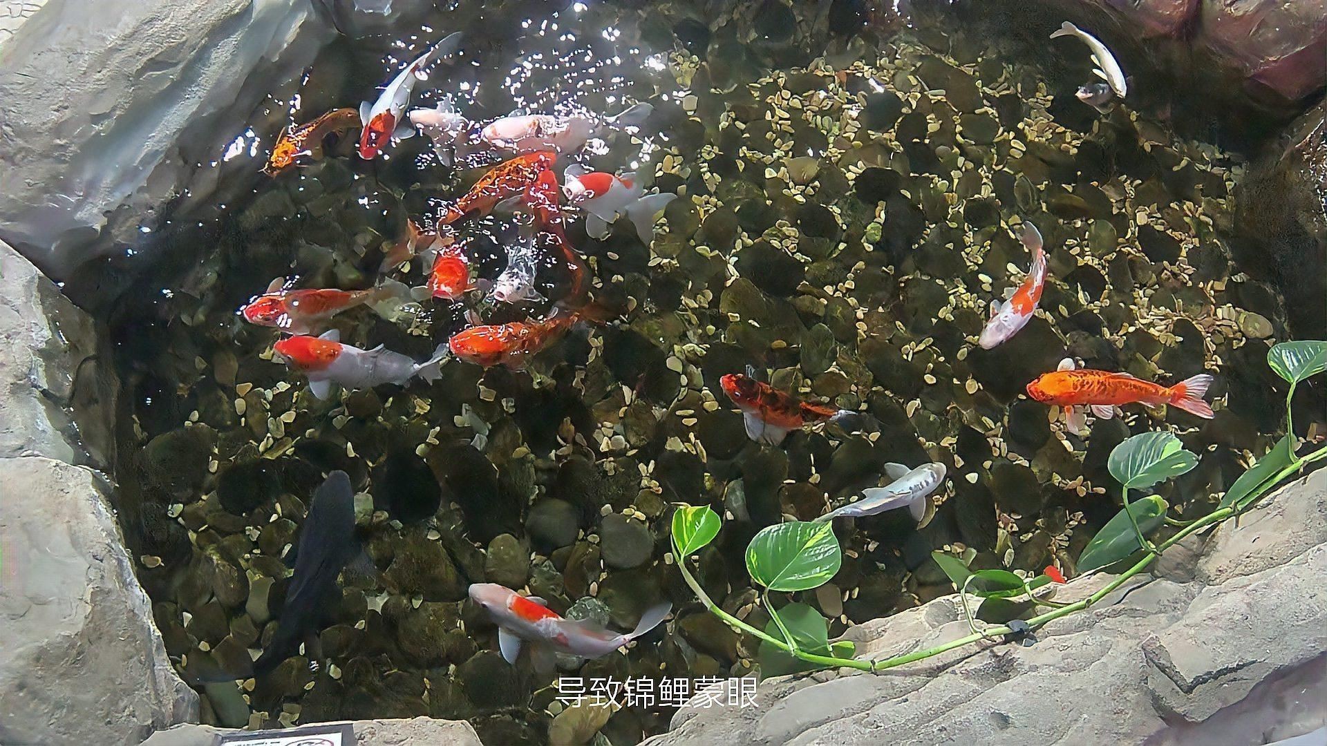 如何預(yù)防錦鯉蒙眼病的發(fā)生？：如何預(yù)防錦鯉蒙眼病