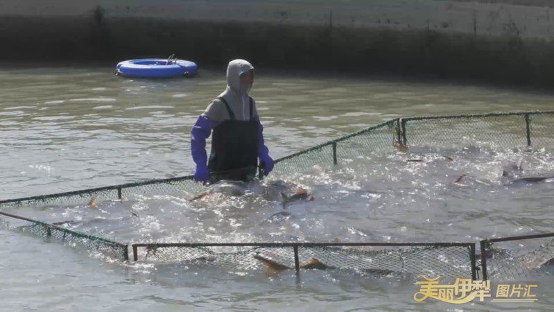 伊犁哈薩克自治州魚缸店：伊犁哈薩克自治州魚缸店綜合信息