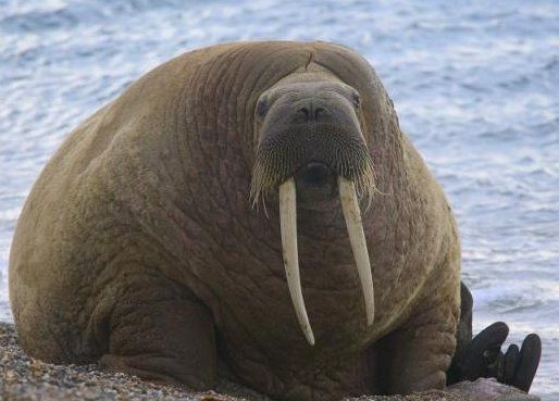 海象肉為何要盡量少吃：海象肉為什么要盡量少吃？