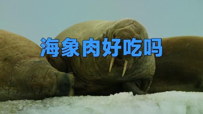 海象肉為何要盡量少吃：海象肉為什么要盡量少吃？