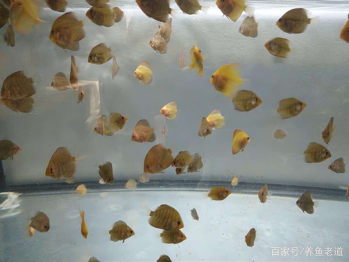 七彩為什么不建議養(yǎng)苗子：七彩神仙魚的飼養(yǎng)方式