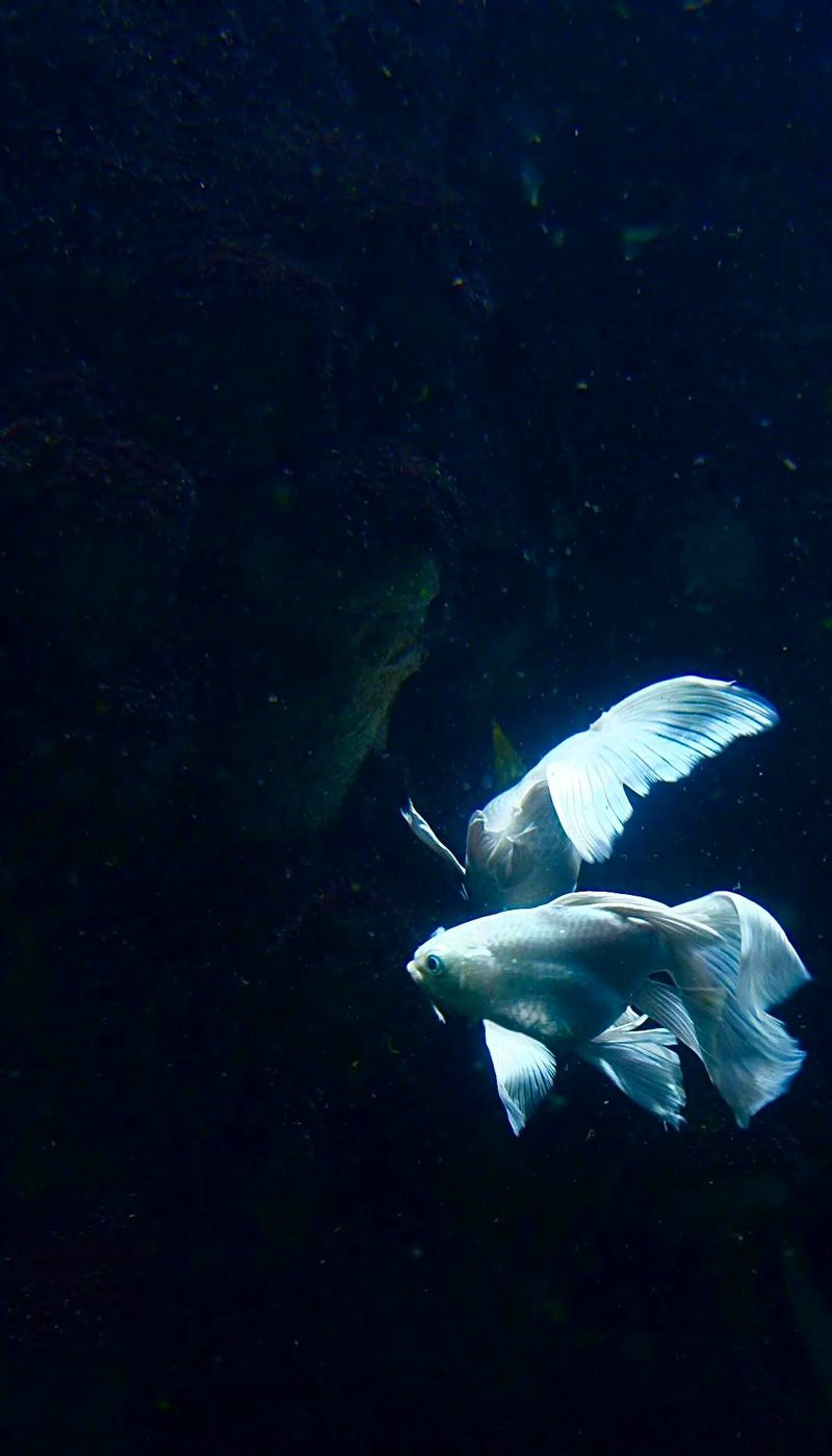 九江水族店：九江水族館體系主要包含以下幾個(gè)特色場(chǎng)館