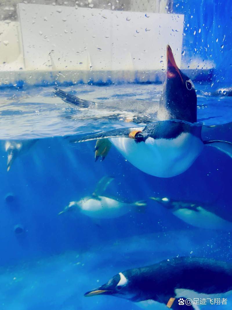 九江水族店：九江水族館體系主要包含以下幾個(gè)特色場(chǎng)館