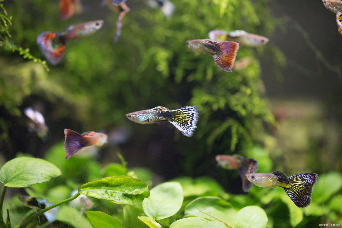 孔雀龍魚喂食勺：孔雀魚怎么養到爆缸