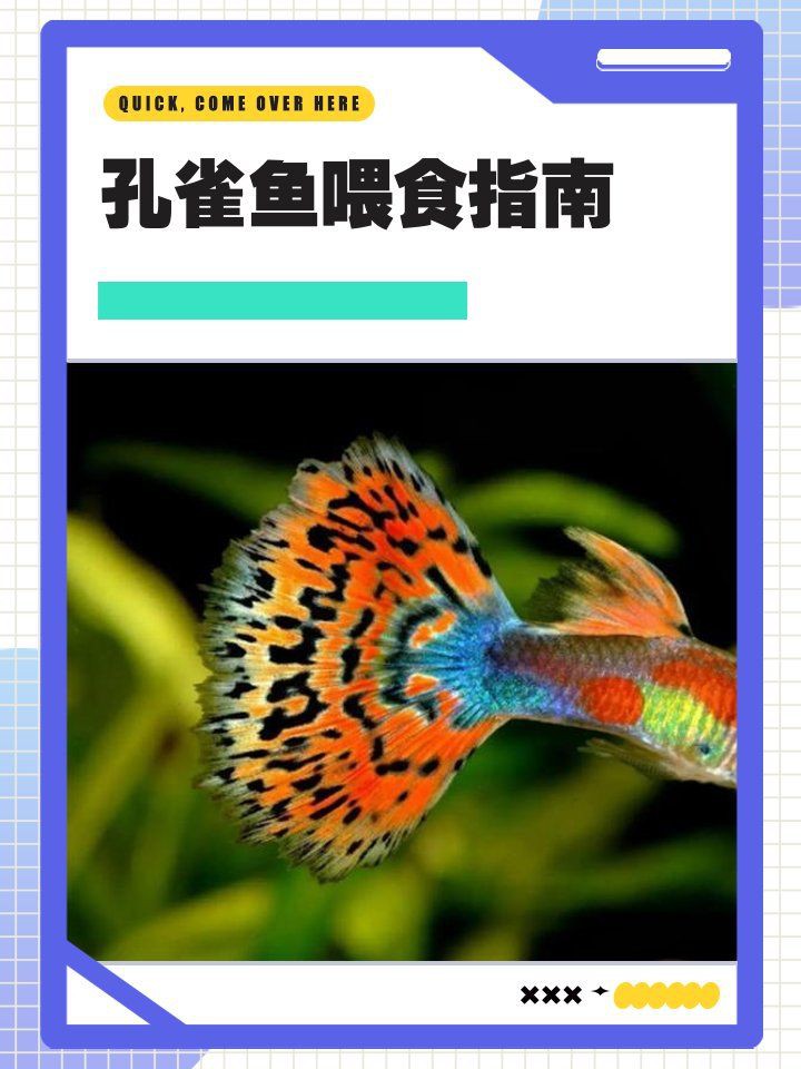 孔雀龍魚喂食勺：孔雀魚怎么養到爆缸