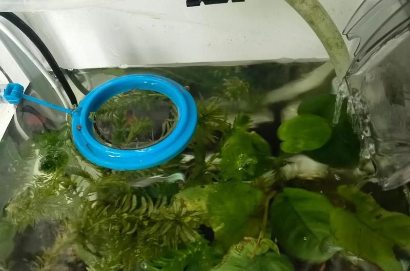 孔雀龍魚喂食勺：孔雀魚怎么養到爆缸