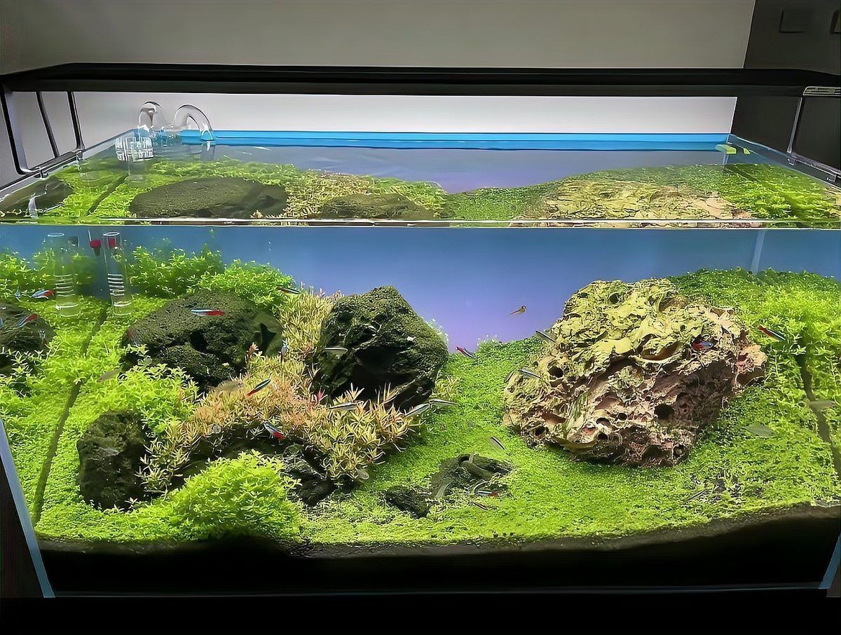 貴港魚缸維護:貴港魚缸全方位維護指南 全國水族館企業名錄 第10張 貴港魚缸維護:貴港魚缸全方位維護指南 貴港魚缸維護:貴港魚缸全方位維護指南 全國水族館企業名錄 第10張