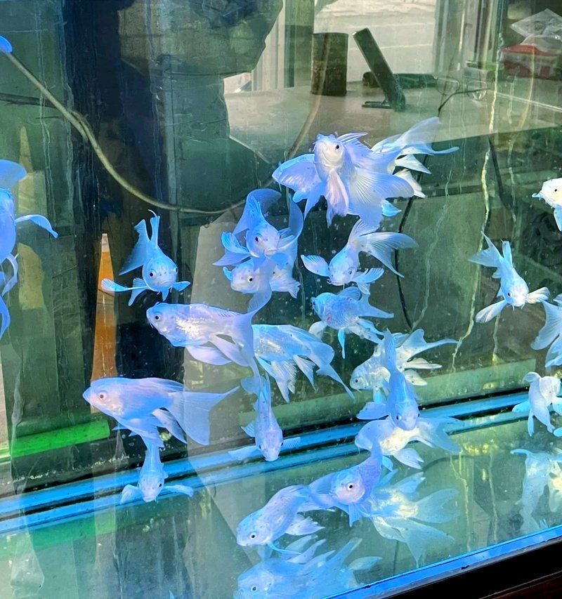 淄博水族店：淄博水族店的綜合介紹