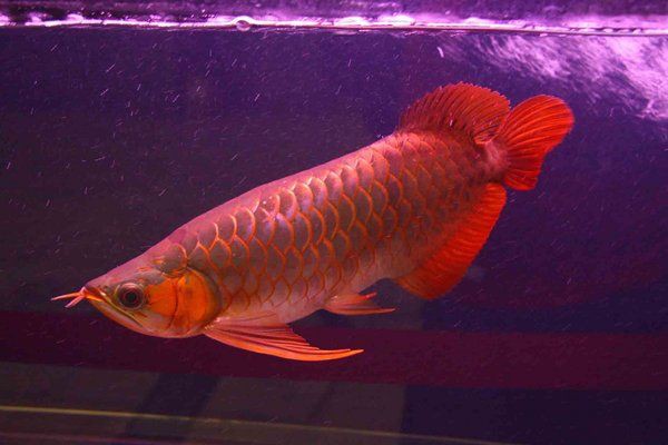 如何判斷龍魚浮頭沉尾是否嚴(yán)重？：龍魚沉頭有哪些癥狀