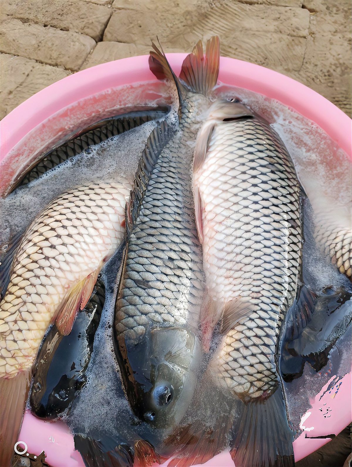 二條魚最旺的5個地方：二條魚最易聚集的5類旺釣點及其詳細分析