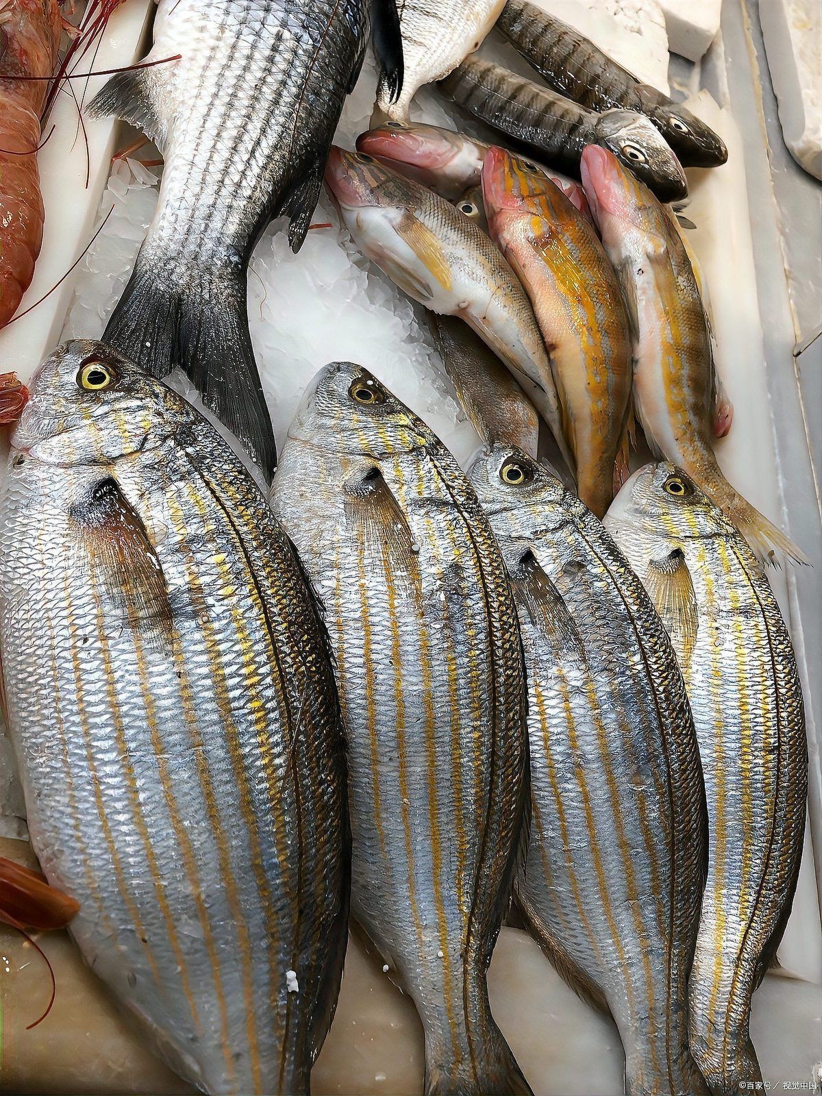 孔雀魚炸鱗能自愈嗎：孔雀魚炸鱗怎么治療 孔雀魚炸鱗能自愈嗎：孔雀魚炸鱗怎么治療 龍魚百科 第5張