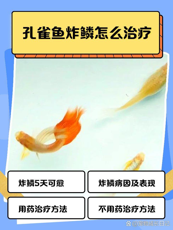 孔雀魚炸鱗能自愈嗎：孔雀魚炸鱗怎么治療 孔雀魚炸鱗能自愈嗎：孔雀魚炸鱗怎么治療 龍魚百科 第1張