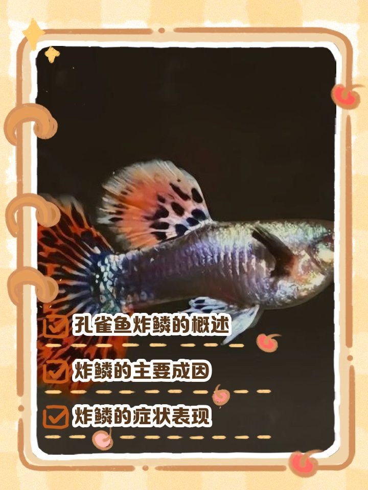 孔雀魚炸鱗能自愈嗎：孔雀魚炸鱗怎么治療 孔雀魚炸鱗能自愈嗎：孔雀魚炸鱗怎么治療 龍魚百科 第9張