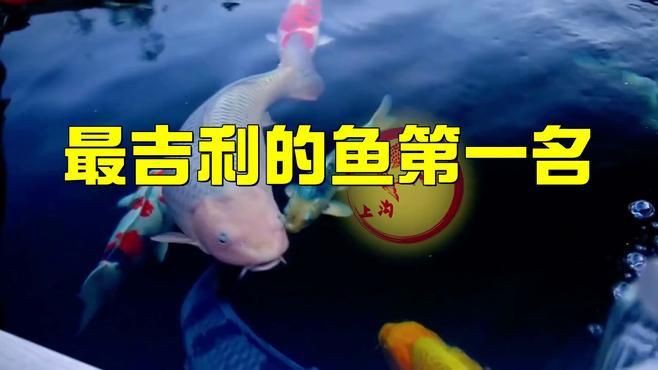 最吉利的魚第一名:最吉利的風水魚 龍魚百科 第1張 最吉利的魚第一名:最吉利的風水魚 最吉利的魚第一名:最吉利的風水魚 龍魚百科 第1張