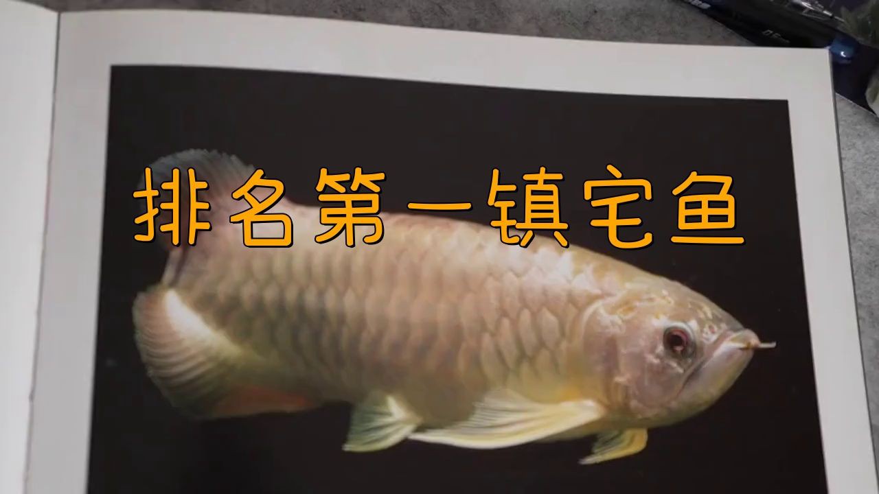 最吉利的魚第一名:最吉利的風水魚 龍魚百科 第3張 最吉利的魚第一名:最吉利的風水魚 最吉利的魚第一名:最吉利的風水魚 龍魚百科 第3張