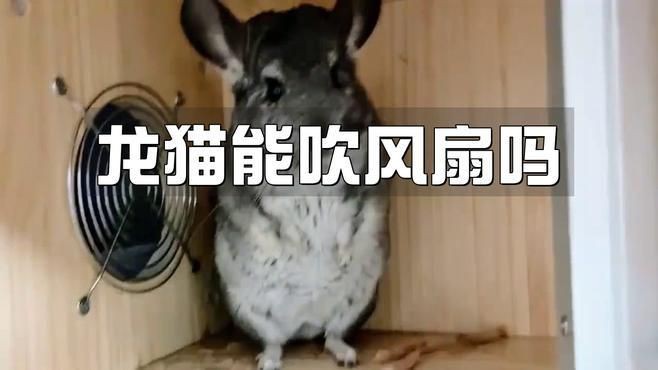 放風(fēng)時(shí)如何確保龍貓安全？【如何帶龍貓放風(fēng)】