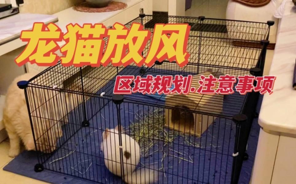 放風(fēng)時(shí)如何確保龍貓安全？【如何帶龍貓放風(fēng)】