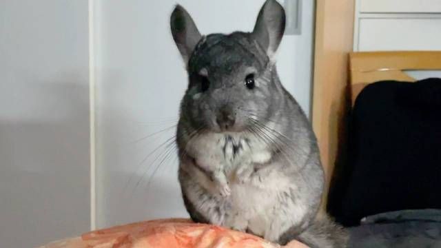 放風(fēng)時(shí)如何確保龍貓安全？【如何帶龍貓放風(fēng)】