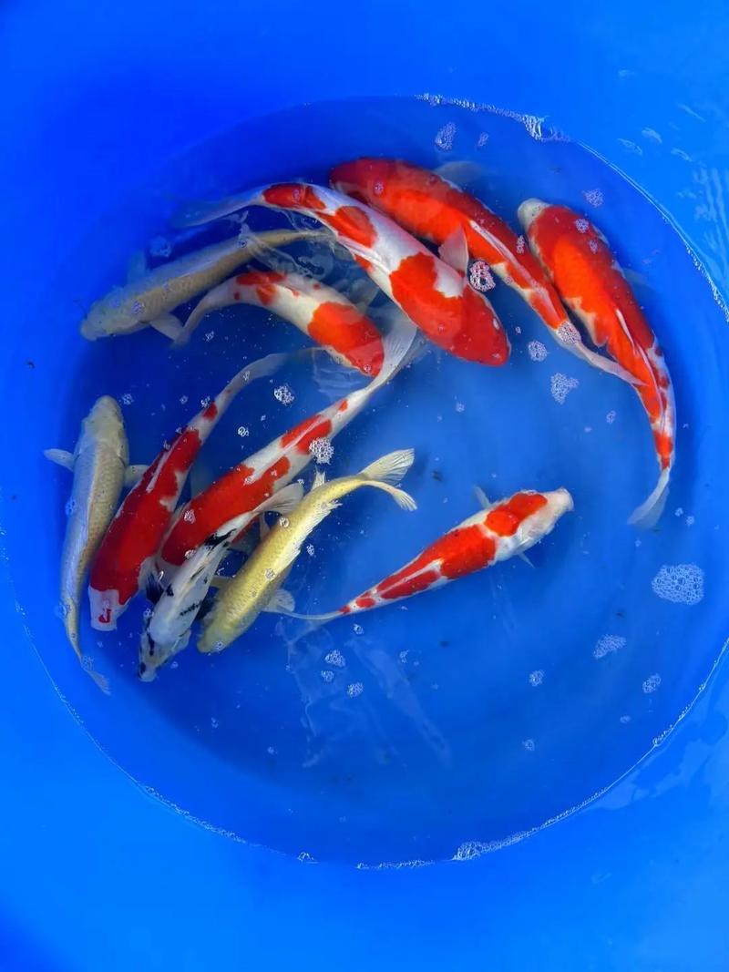 1200萬的錦鯉圖片【中國富豪迷上日本錦鯉最貴一條拍出1200萬/尾】