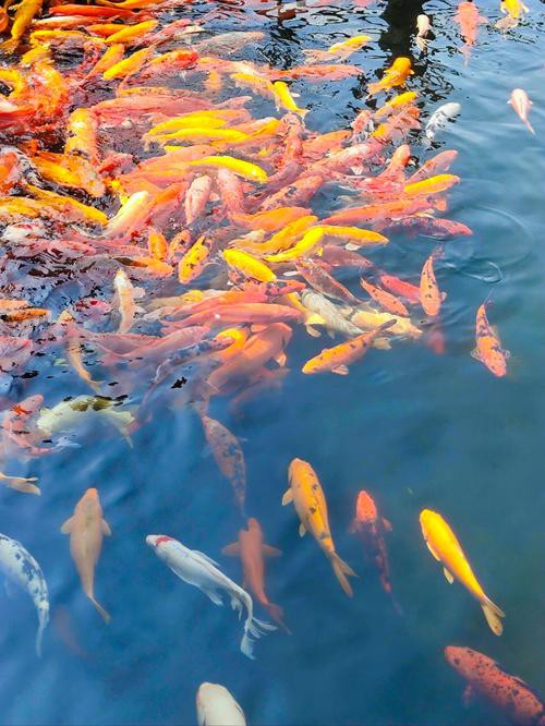 1200萬的錦鯉圖片【中國富豪迷上日本錦鯉最貴一條拍出1200萬/尾】