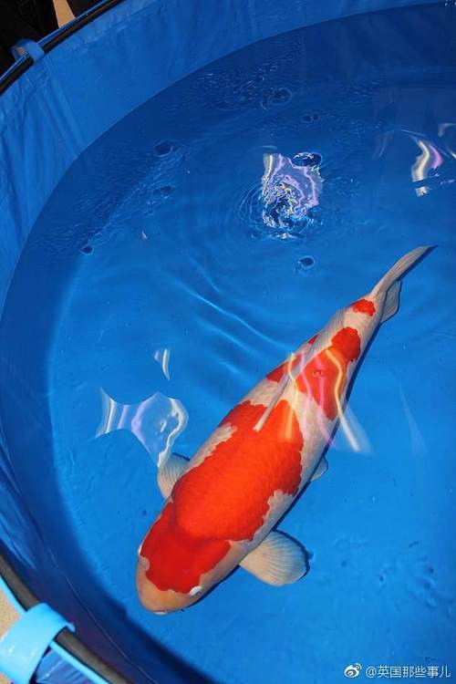 1200萬的錦鯉圖片【中國富豪迷上日本錦鯉最貴一條拍出1200萬/尾】