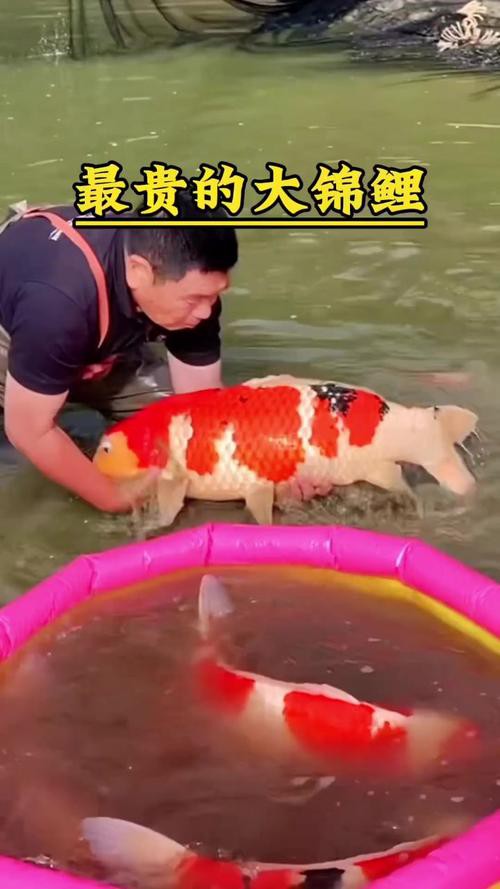 1200萬的錦鯉圖片【中國富豪迷上日本錦鯉最貴一條拍出1200萬/尾】