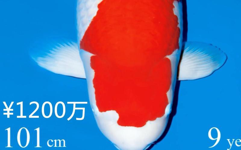 1200萬的錦鯉圖片【中國富豪迷上日本錦鯉最貴一條拍出1200萬/尾】