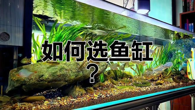 買魚缸的十大忠告【嗶哩嗶哩買魚缸的三個忠告】