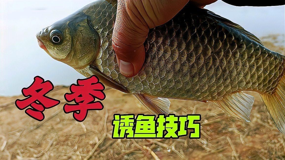 什么東西誘魚最快【小劉講釣魚3分鐘學會快速誘魚,掌握黑坑鯉釣技巧】