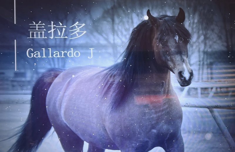 世界上最有名的賽馬【世界名駒傳奇：\