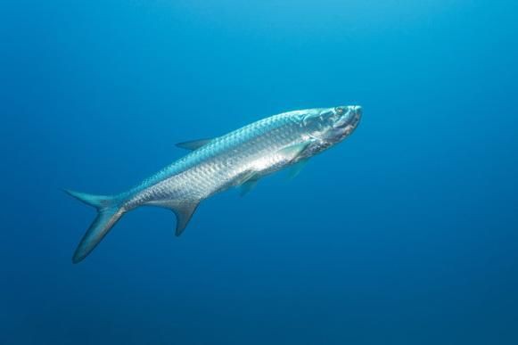 海鰱鳙魚圖片【海鰱與鳙魚對比及特征】