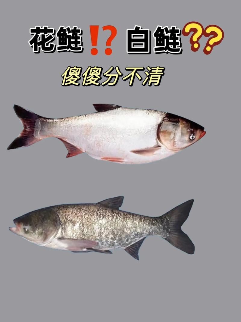 海鰱鳙魚圖片【海鰱與鳙魚對比及特征】