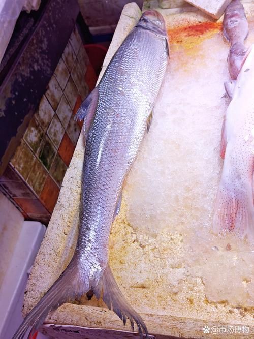 海鰱鳙魚圖片【海鰱與鳙魚對比及特征】
