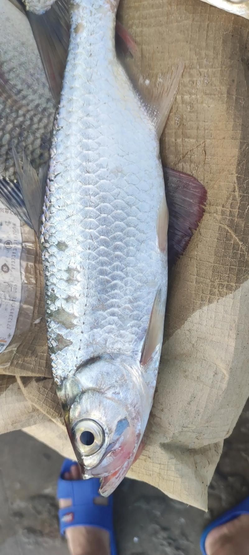 海鰱鳙魚圖片【海鰱與鳙魚對比及特征】